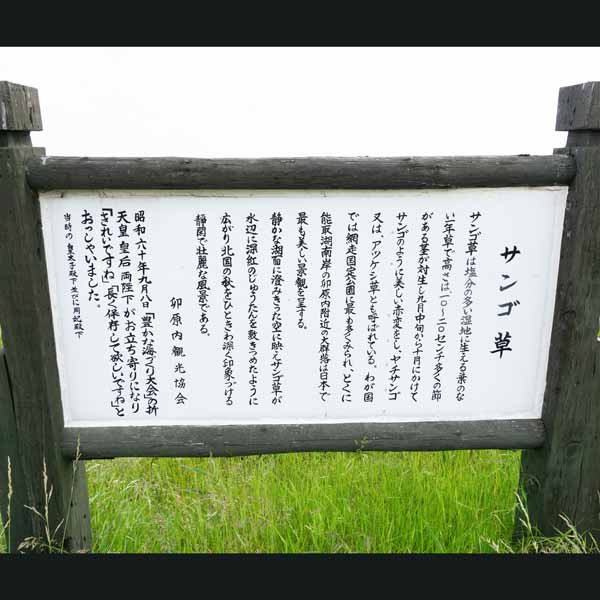 看板 サンゴ草について