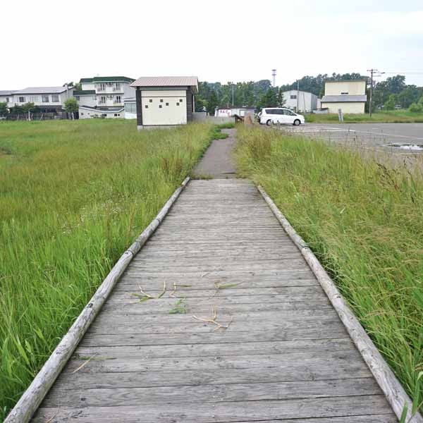 能取湖 木道
