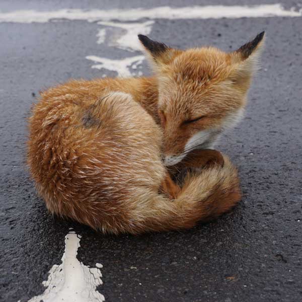 キタキツネ