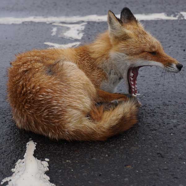 キタキツネ