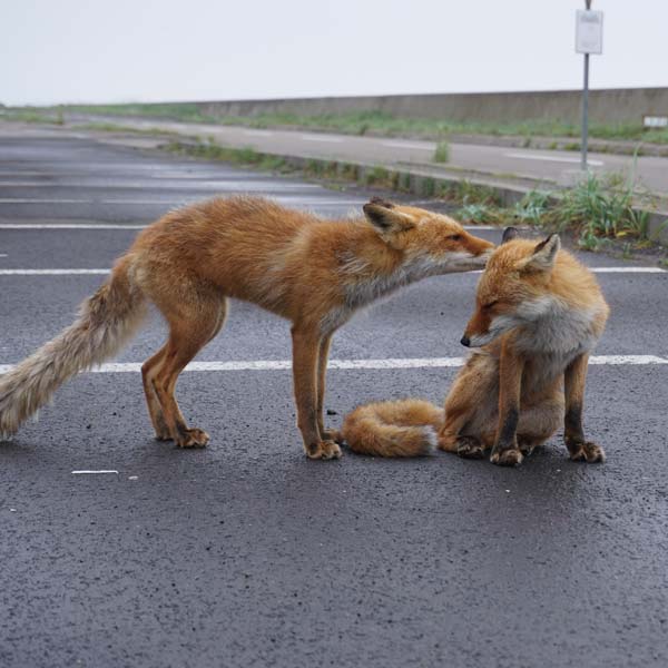 キタキツネ