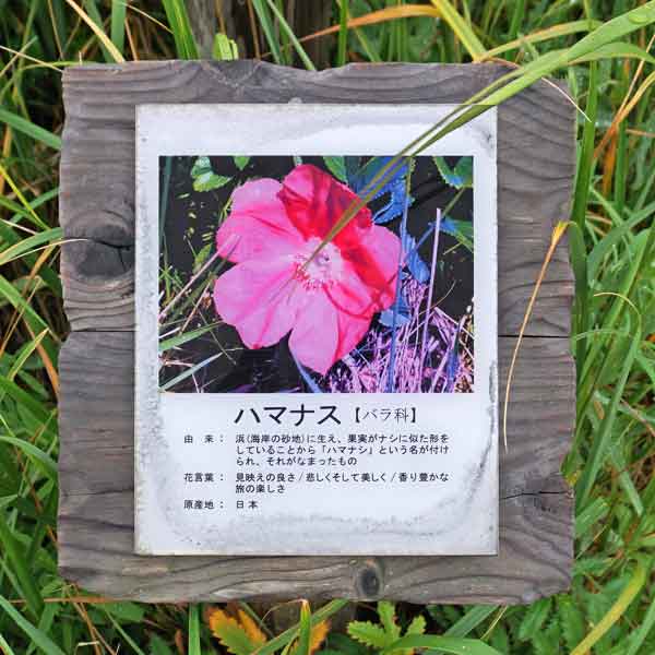 看板 花について