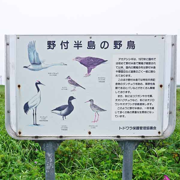 看板 野付半島の野鳥について