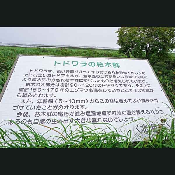 看板 トドワラの枯木群