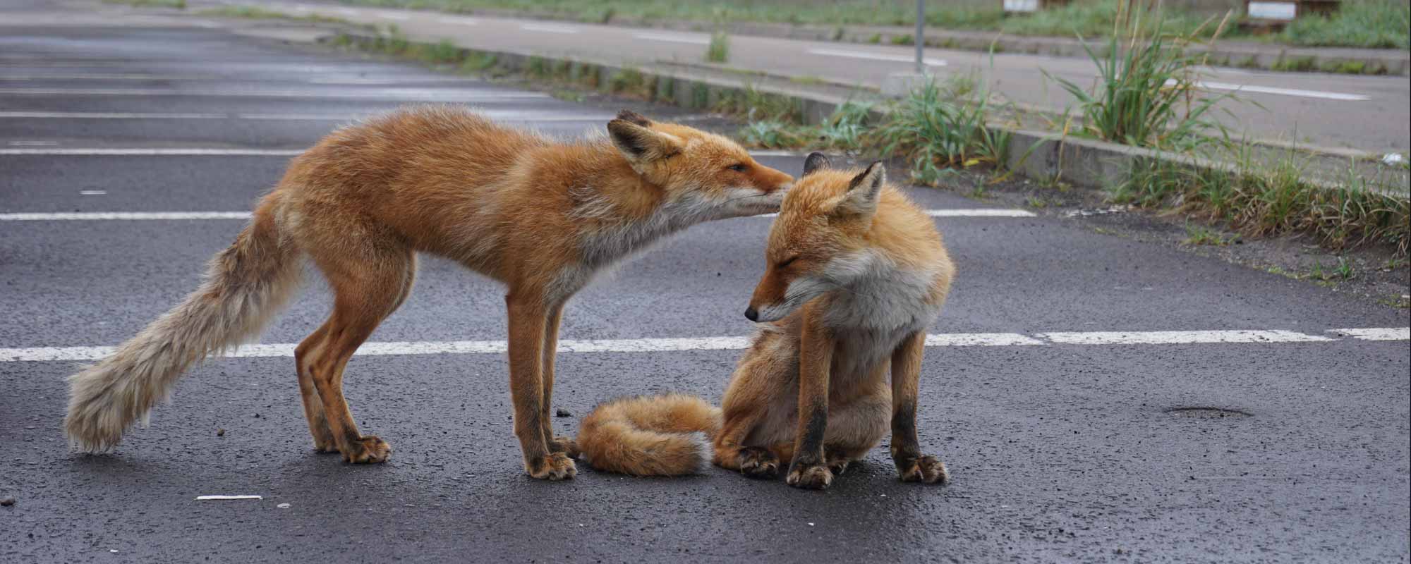 キタキツネ