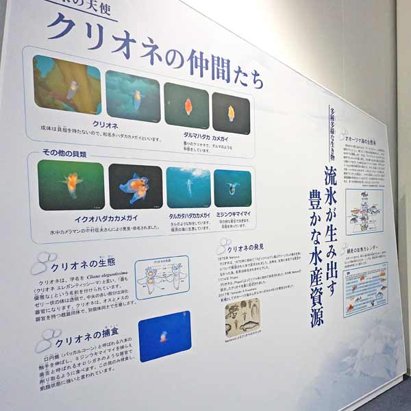 看板 クリオネの仲間について。