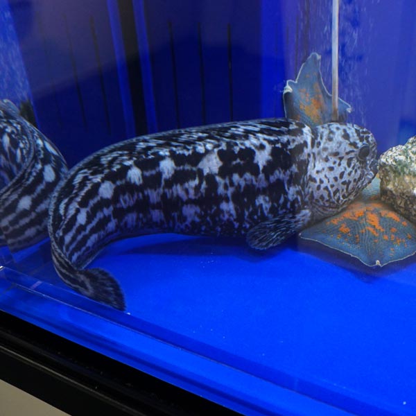 オホーツク流氷館 オオカミウオ