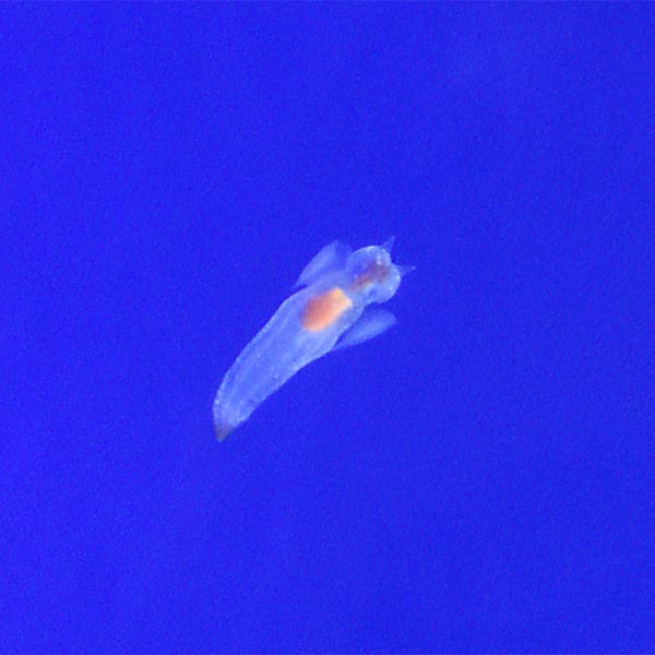 オホーツク流氷館 クリオネ