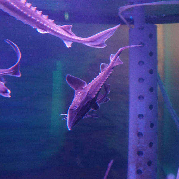 オホーツクタワー ミニ水族館