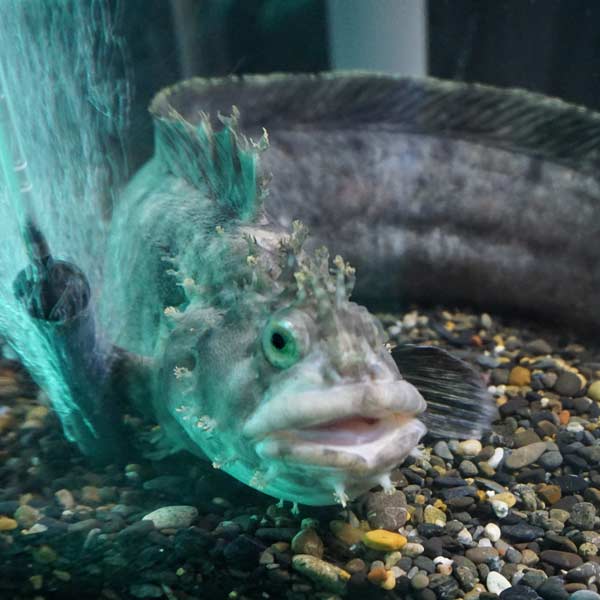 オホーツクタワー オオカミウオ