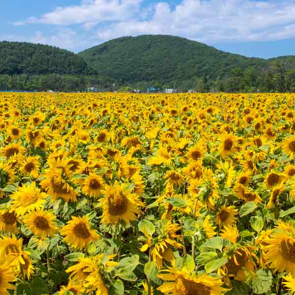 大曲湖畔園地 ヒマワリ畑