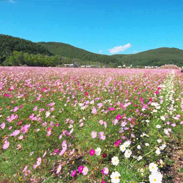 大曲湖畔園地 コスモス