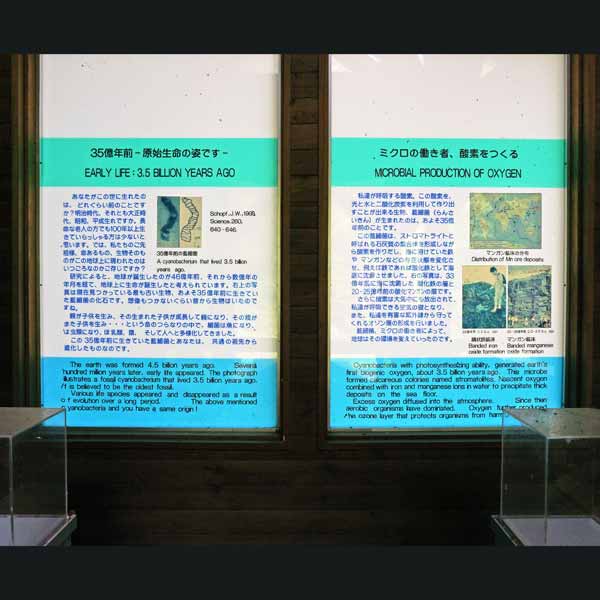 看板 35億年前原始生命の姿です／ミクロの働き者、酸素をつくるについて