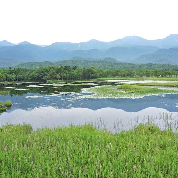 知床五湖 一湖