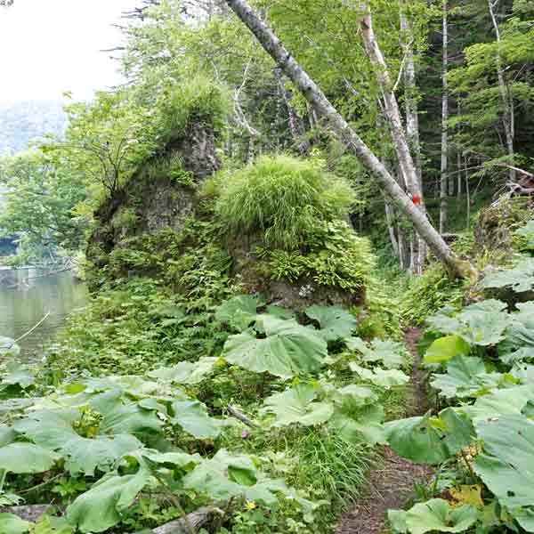 太郎湖・次郎湖 登山道