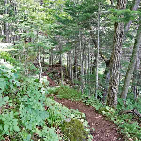 太郎湖・次郎湖 登山道