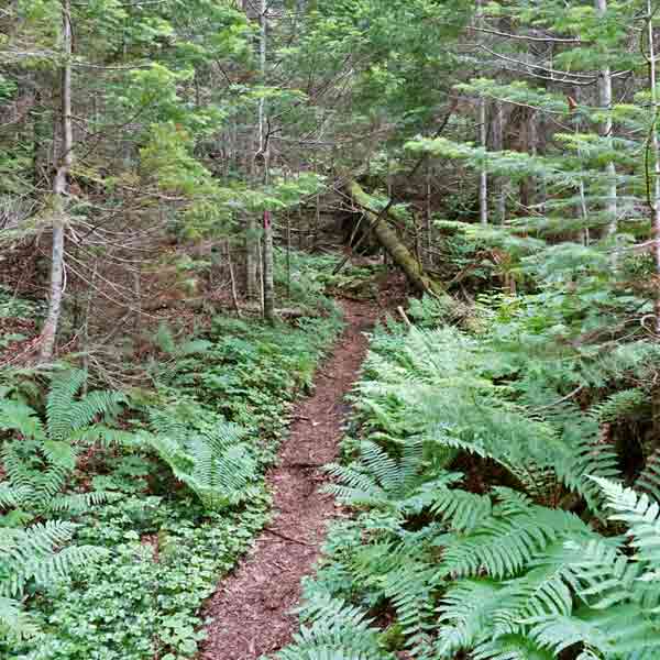 太郎湖・次郎湖 登山道