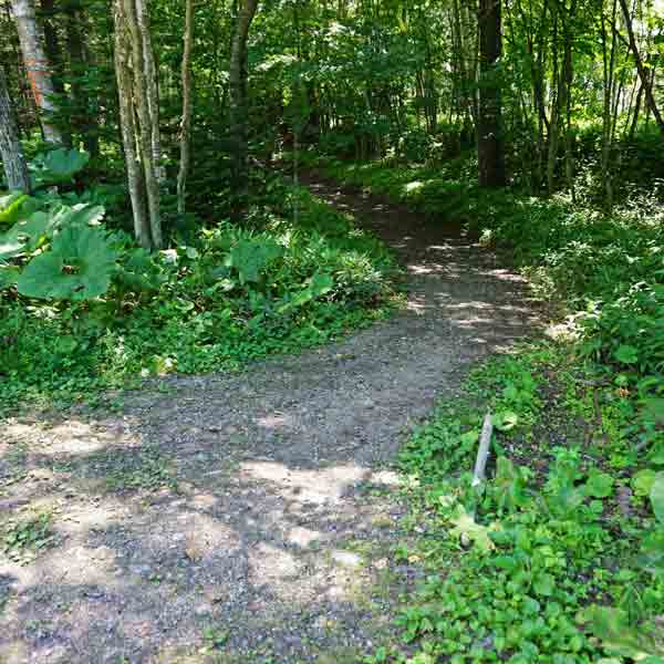 タウシュベツ川橋梁 分岐