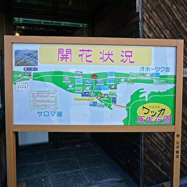 看板 開花状況について