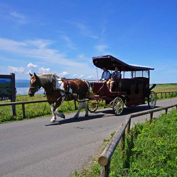 ワッカ原生花園 観光馬車