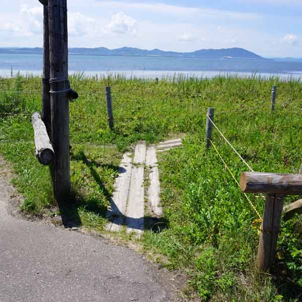 ワッカ原生花園 散策路