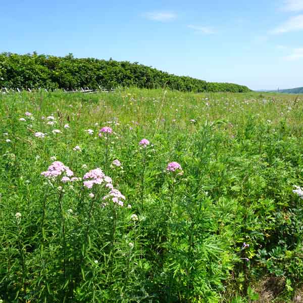 ワッカ原生花園 花