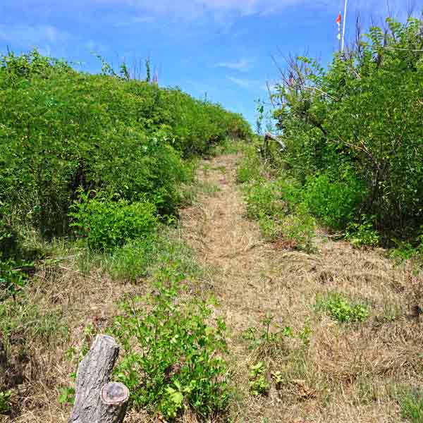 ワッカ原生花園 散策路
