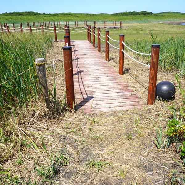 ワッカ原生花園 散策路