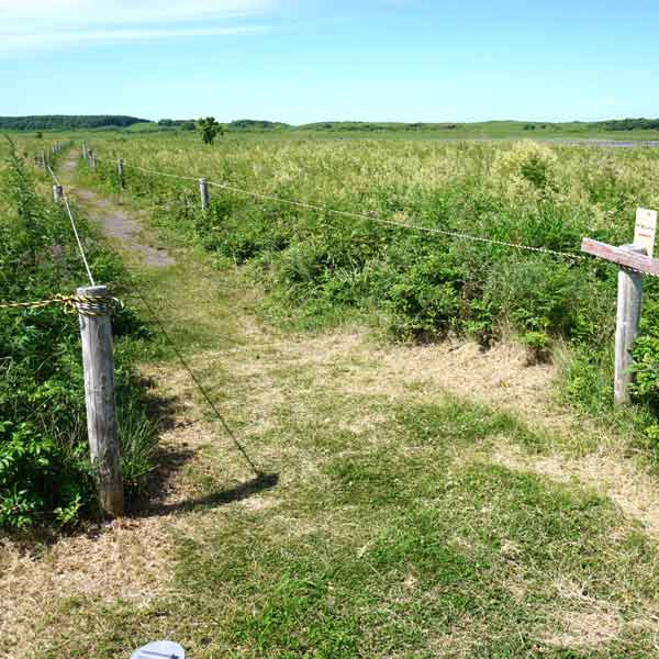 ワッカ原生花園 散策路