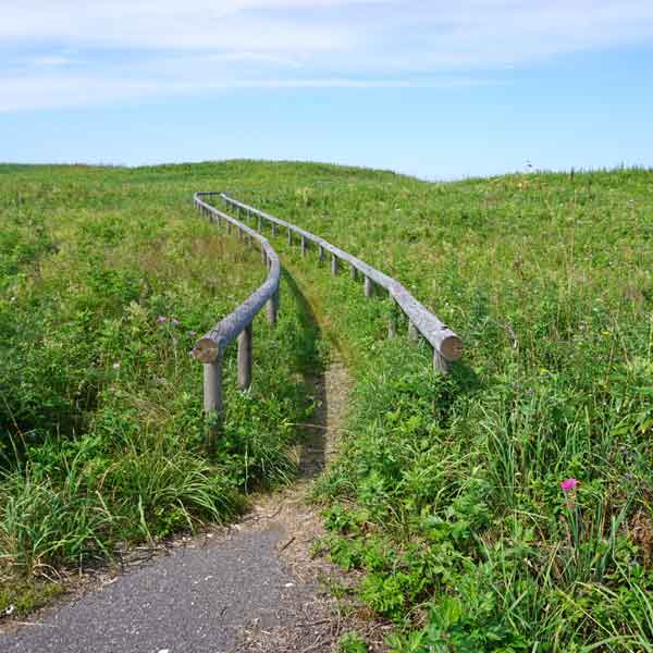 ワッカ原生花園 散策路