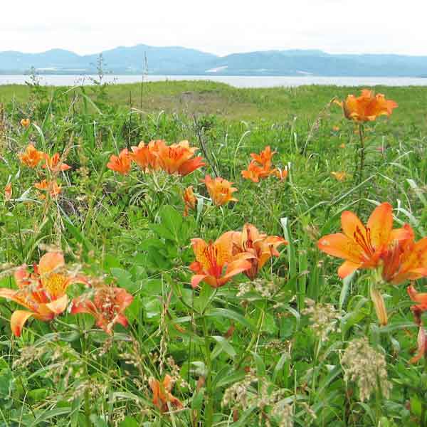 ワッカ原生花園 エゾスカシユリ