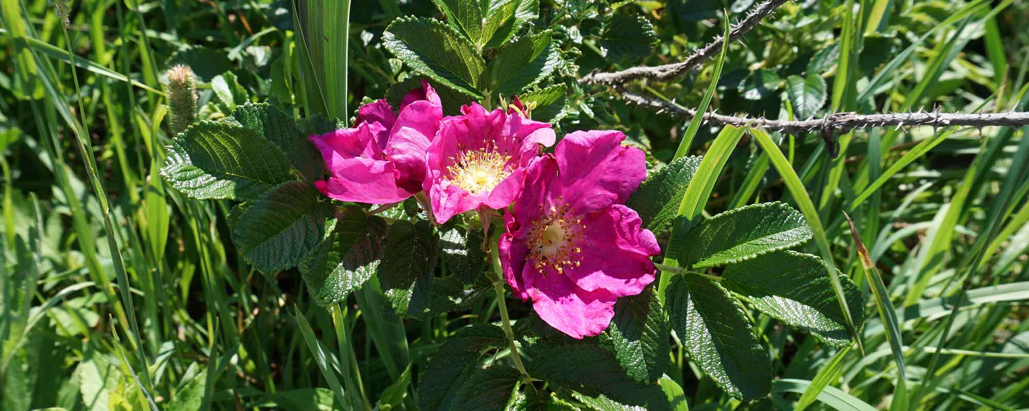 ワッカ原生花園