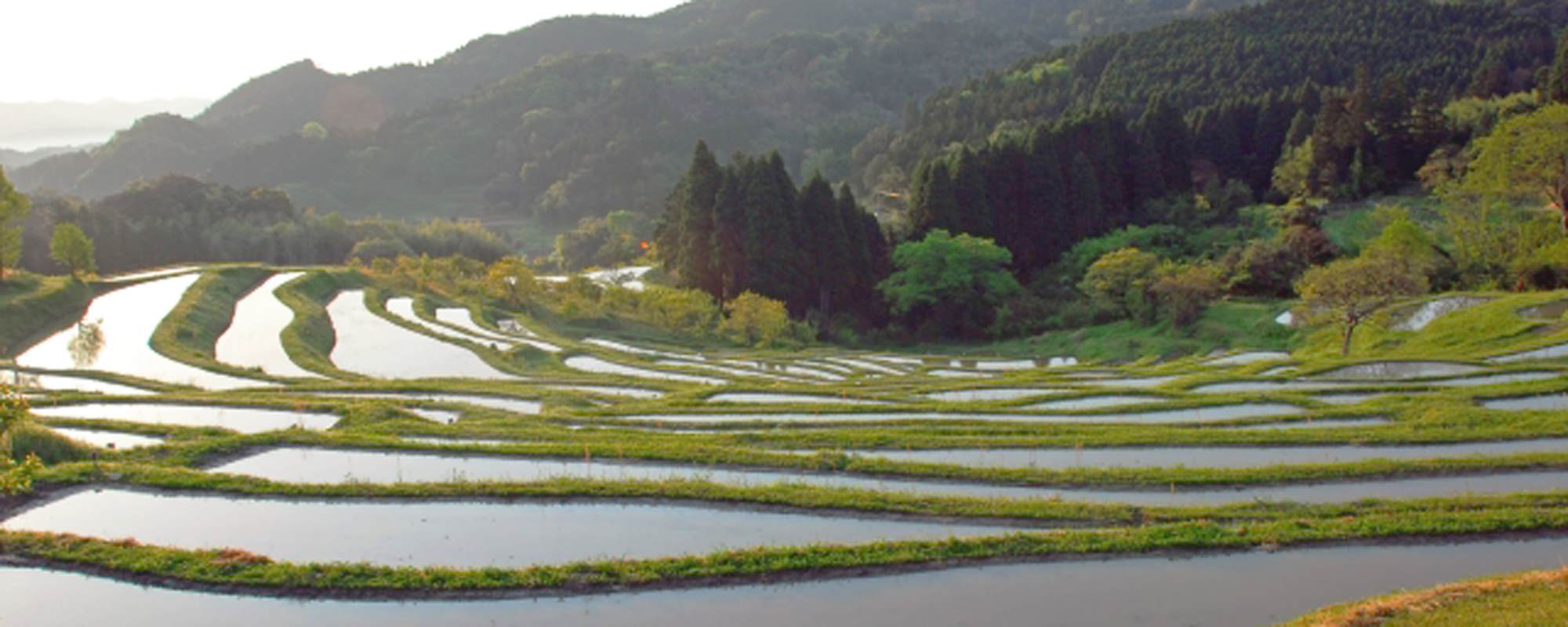 大山千枚田