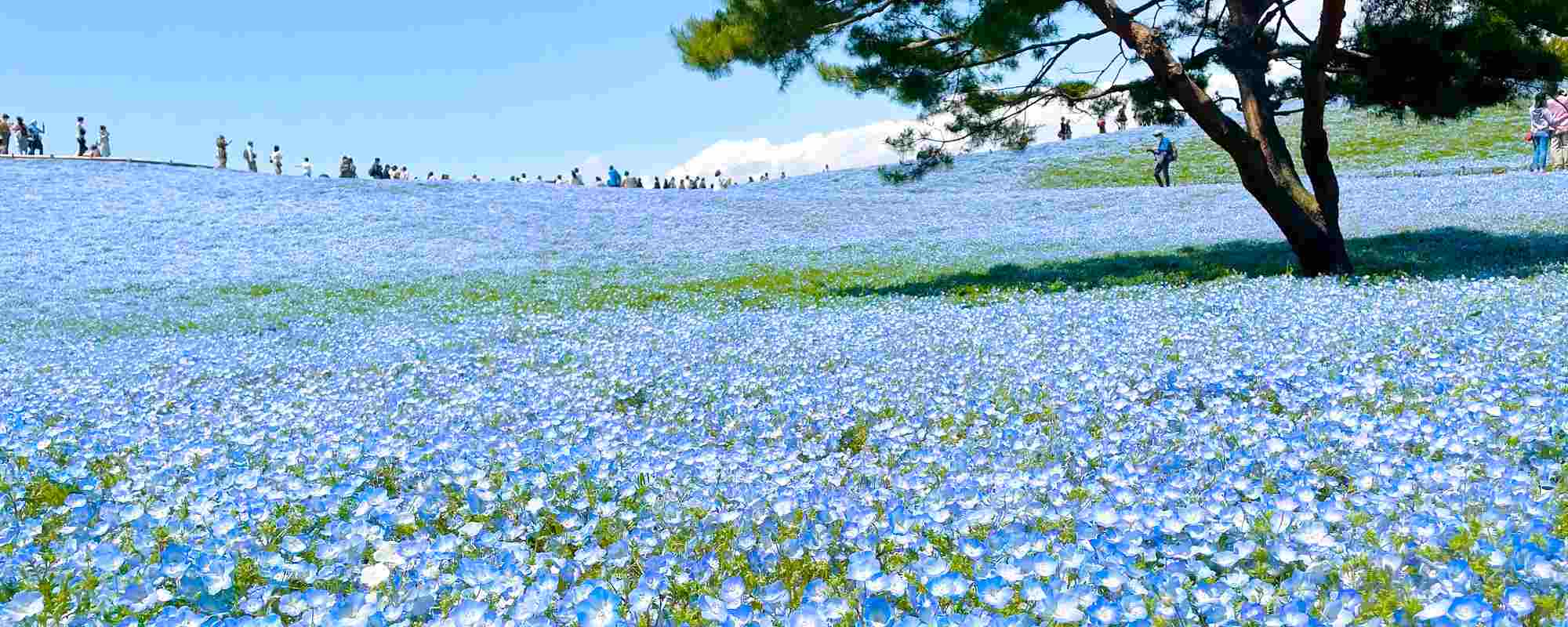 国営ひたち海浜公園