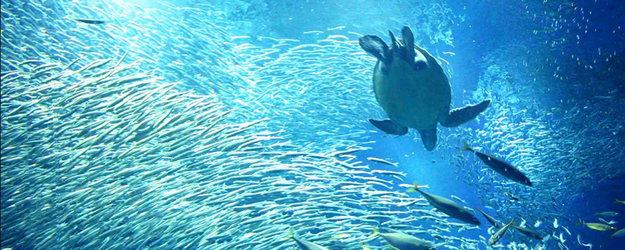 アクアワールド茨城県大洗水族館