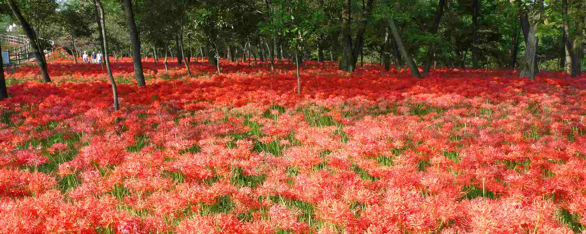 ひだか巾着田