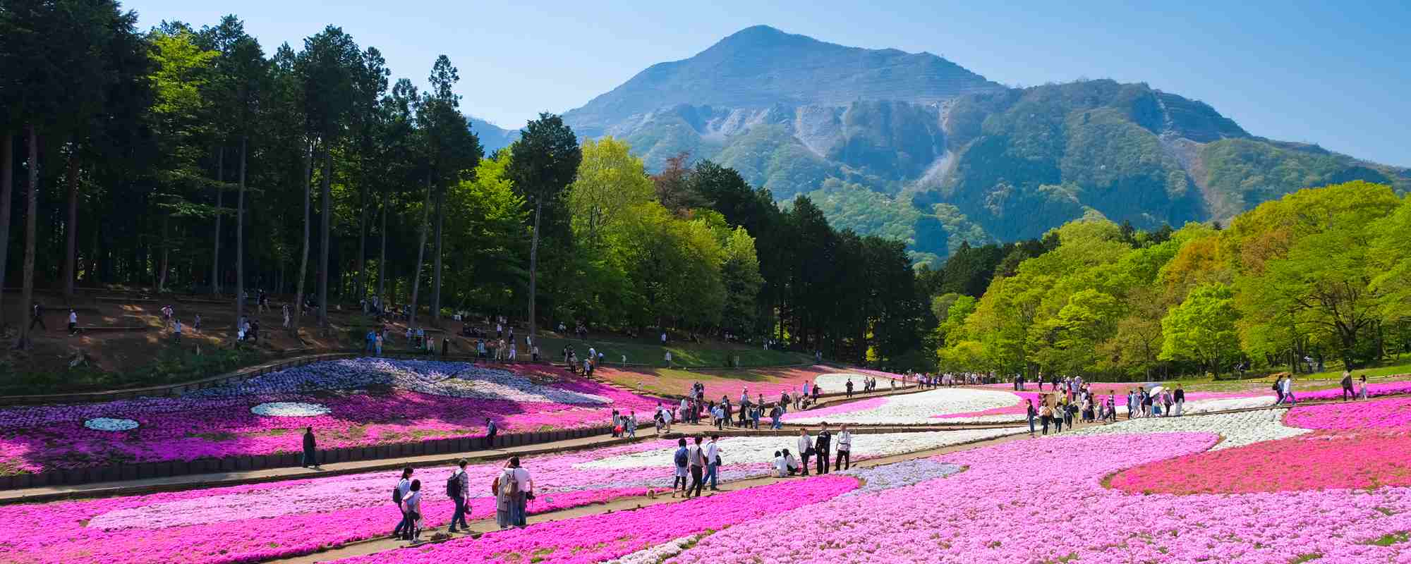 羊山公園・芝桜の丘