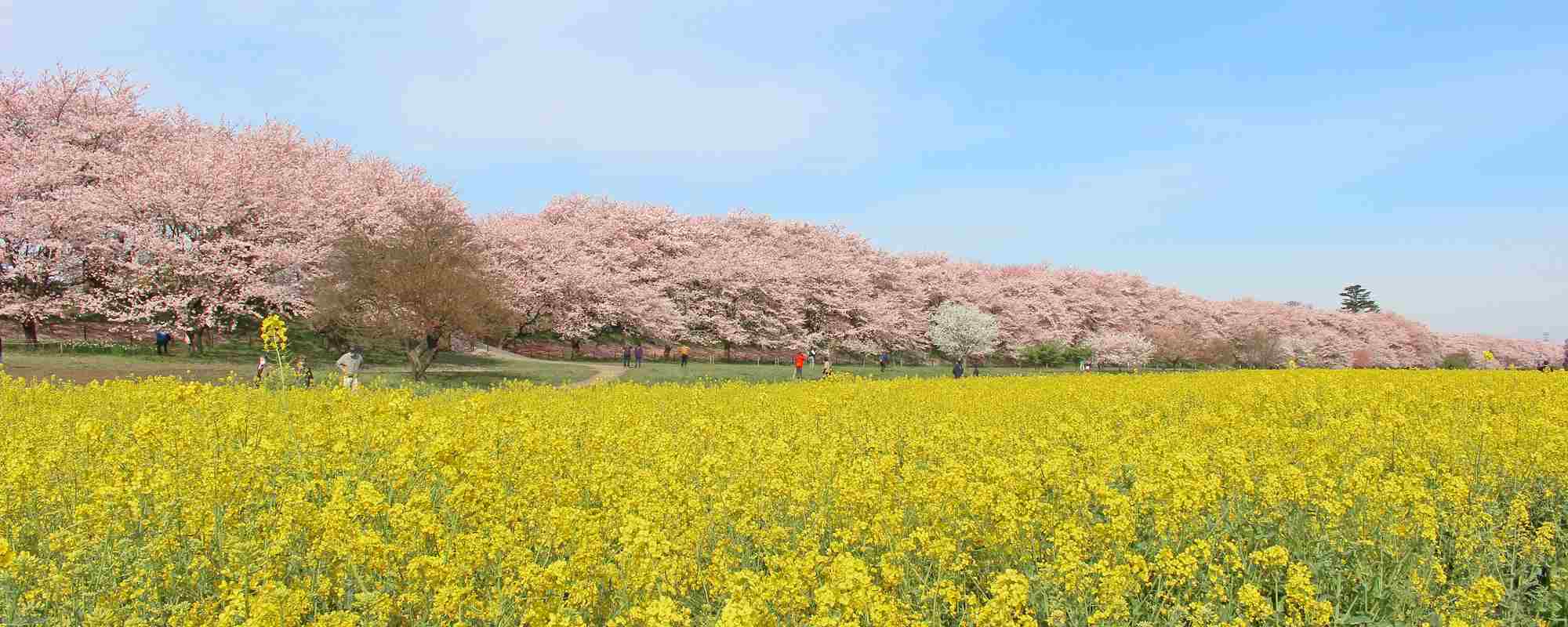 県営権現堂公園