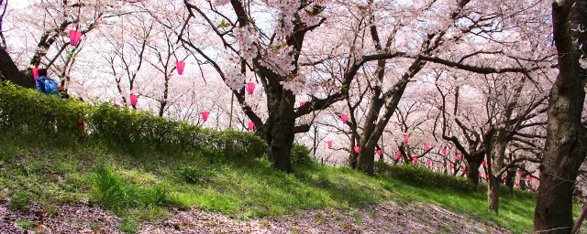 県営権現堂公園