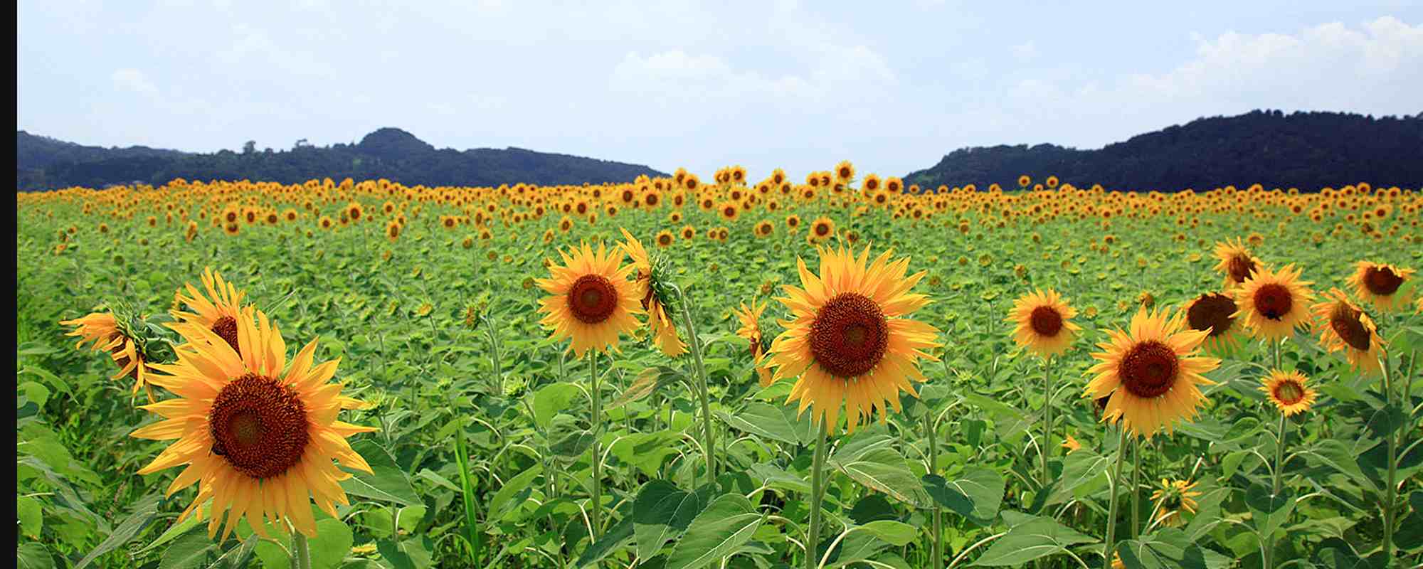 益子町 ひまわり祭り