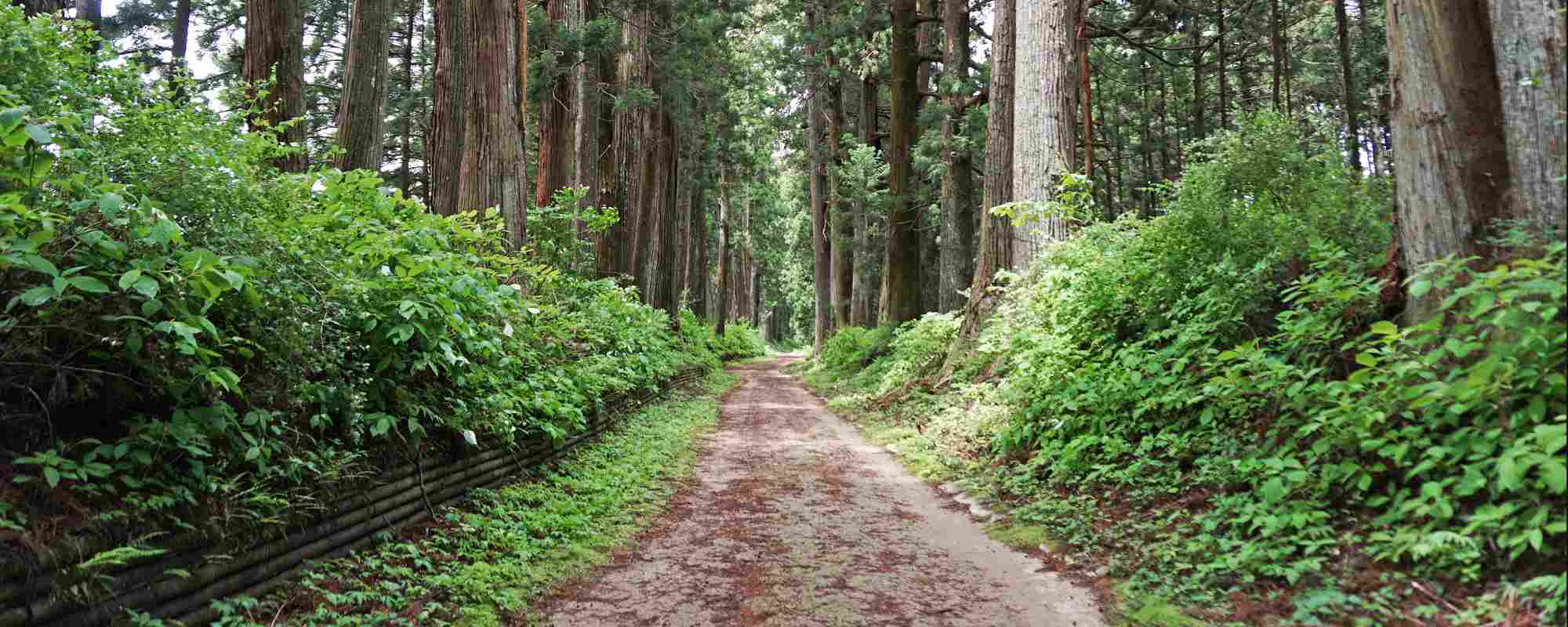 日光杉並木街道