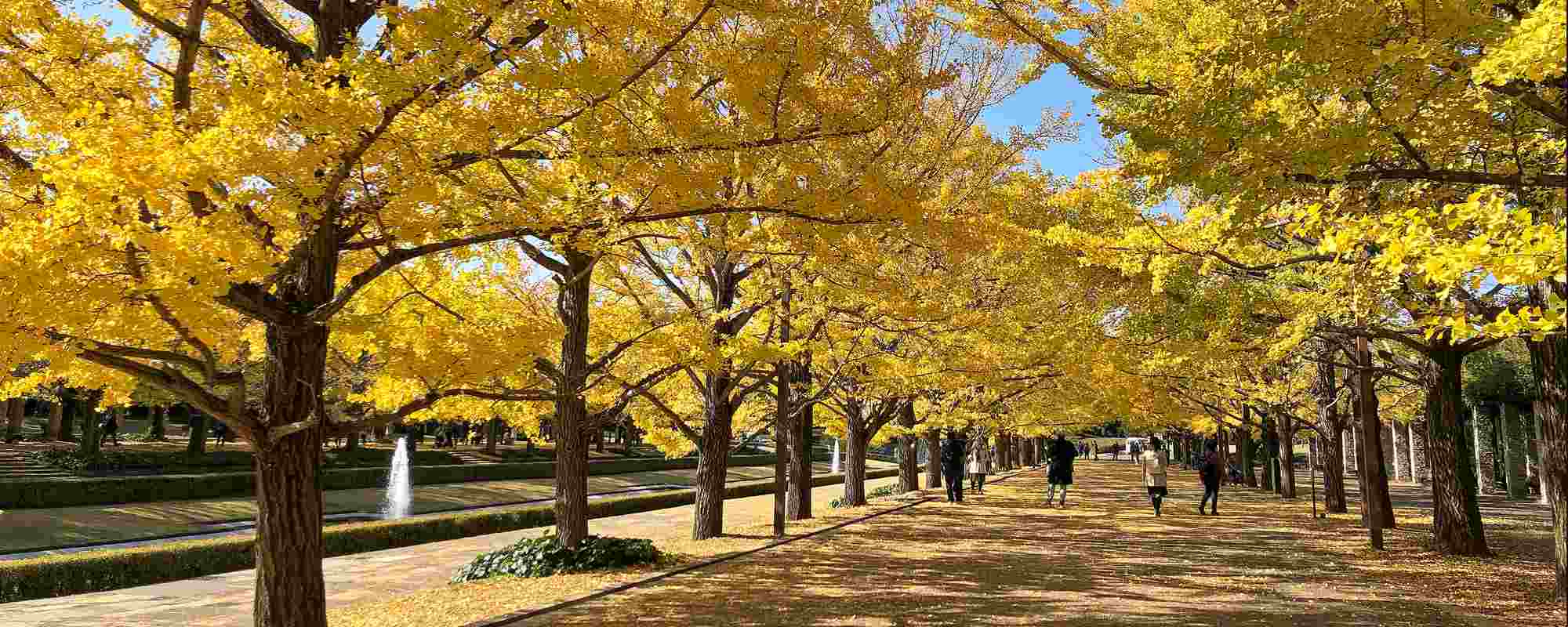 国営昭和記念公園