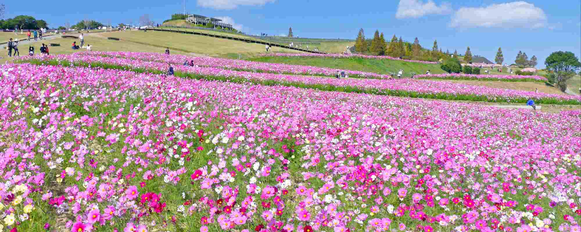 あわじ花さじき