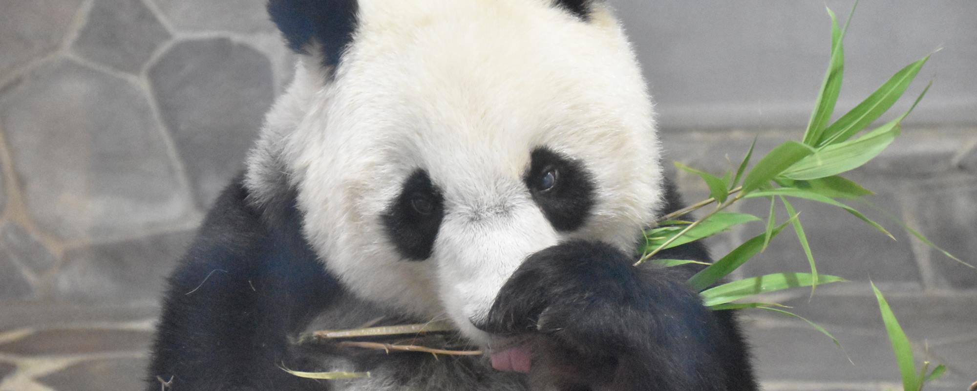 神戸市立王子動物園