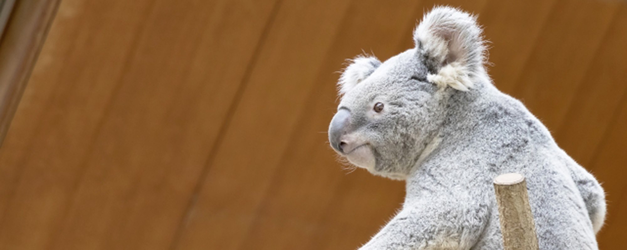 神戸市立王子動物園