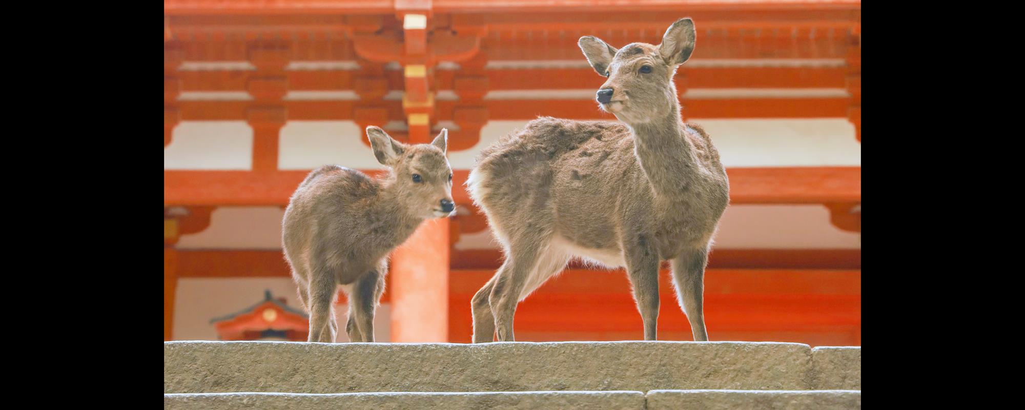 春日大社