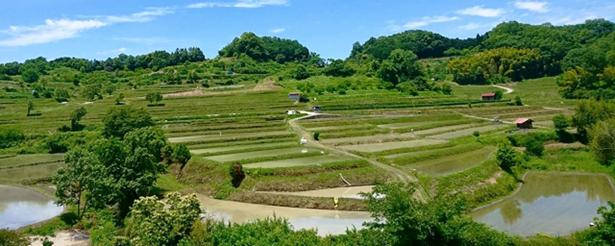 稲渕の棚田