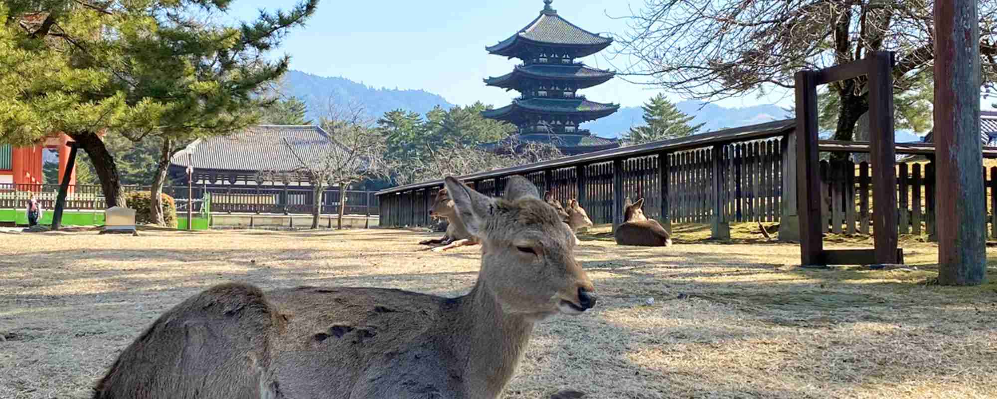 奈良公園