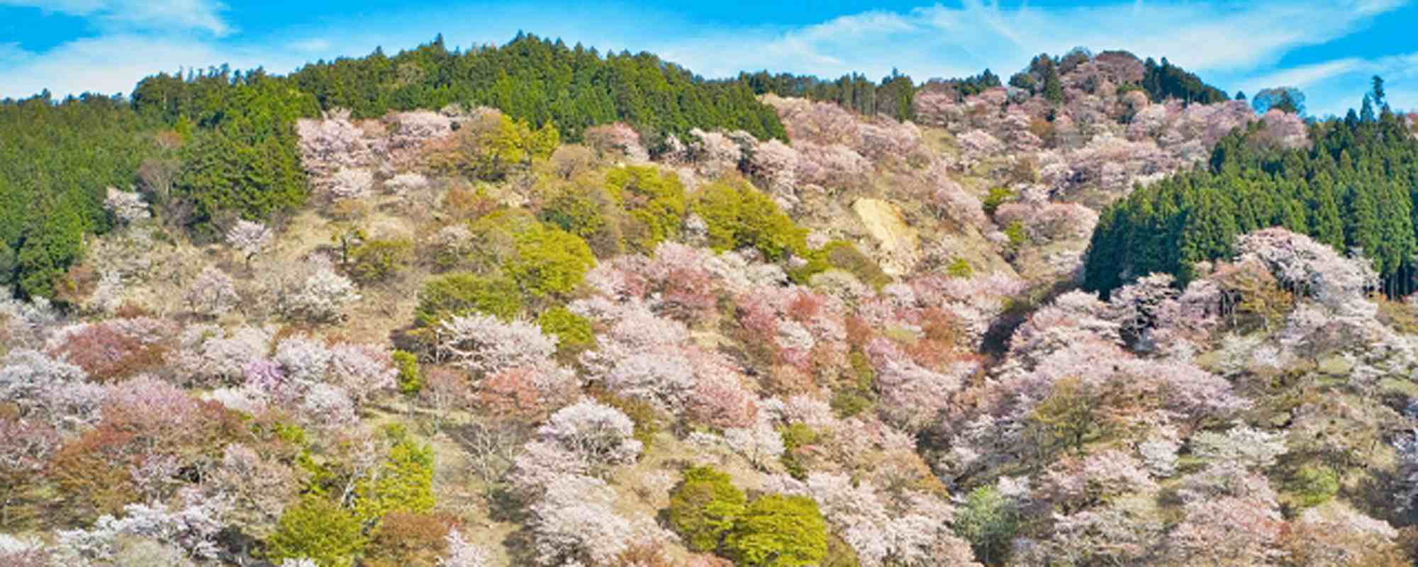 吉野山