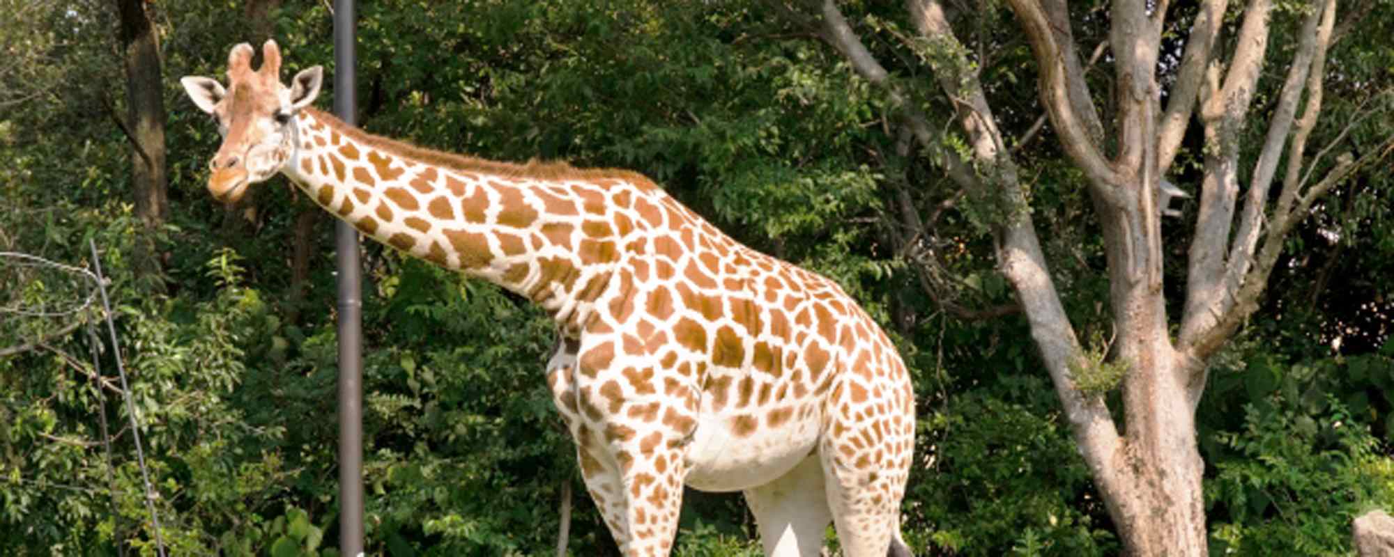 天王寺動物園